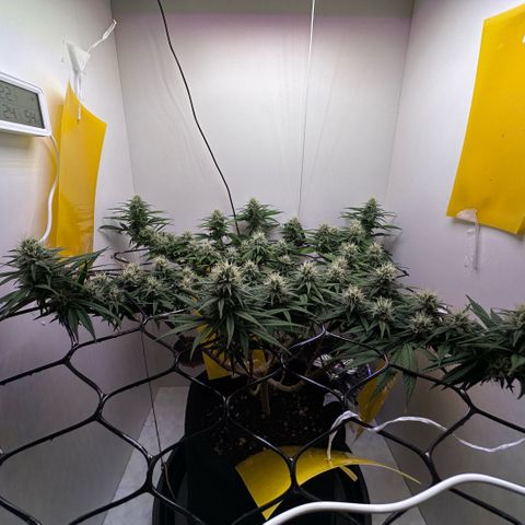 Amnesia Haze growlog timeline photo