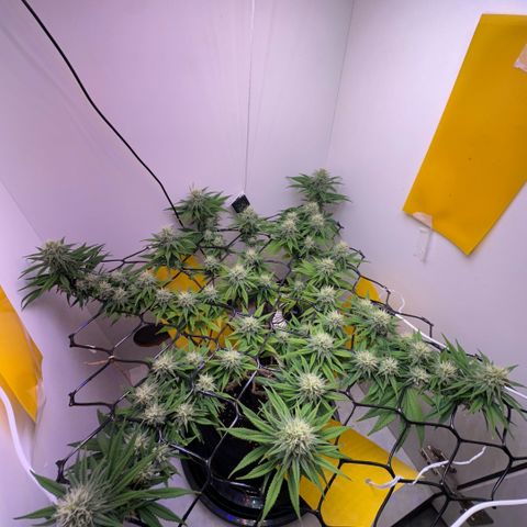 Amnesia Haze growlog timeline photo