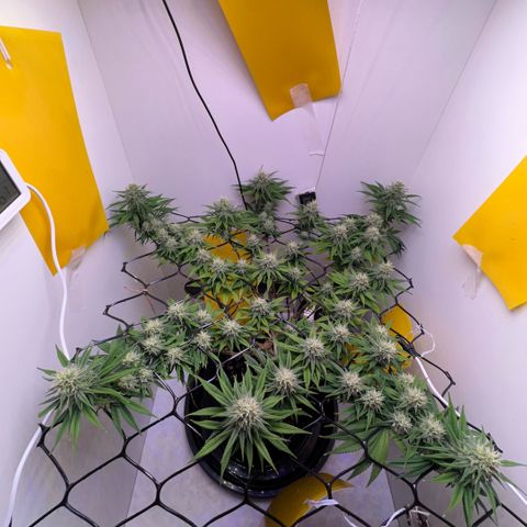 Amnesia Haze growlog timeline photo