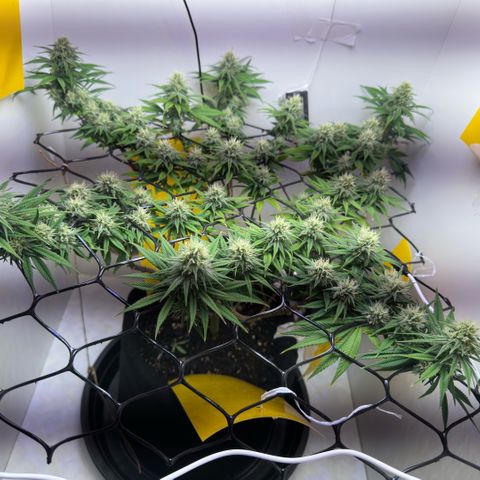 Amnesia Haze growlog timeline photo