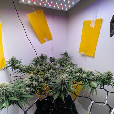 Amnesia Haze growlog timeline photo
