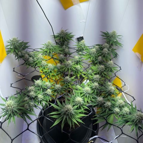 Amnesia Haze growlog timeline photo