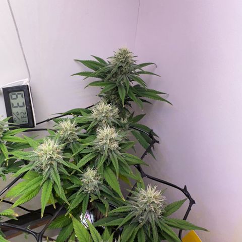 Amnesia Haze growlog timeline photo