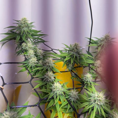 Amnesia Haze growlog timeline photo
