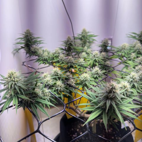 Amnesia Haze growlog timeline photo