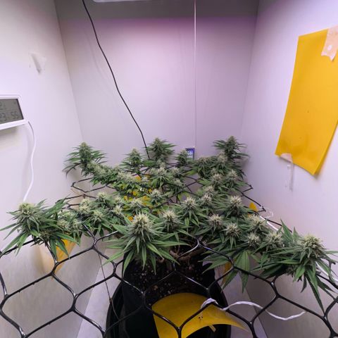 Amnesia Haze growlog timeline photo