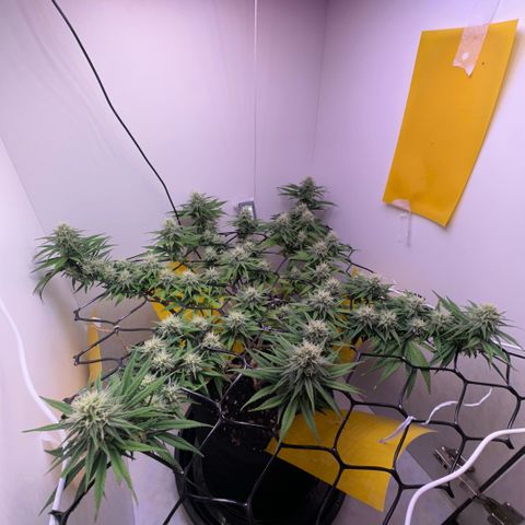 Amnesia Haze growlog timeline photo
