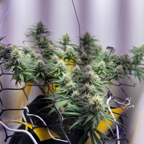 Amnesia Haze growlog timeline photo
