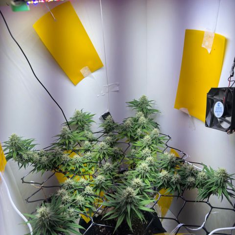 Amnesia Haze growlog timeline photo
