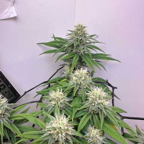 Amnesia Haze growlog timeline photo