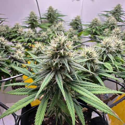 Amnesia Haze growlog timeline photo