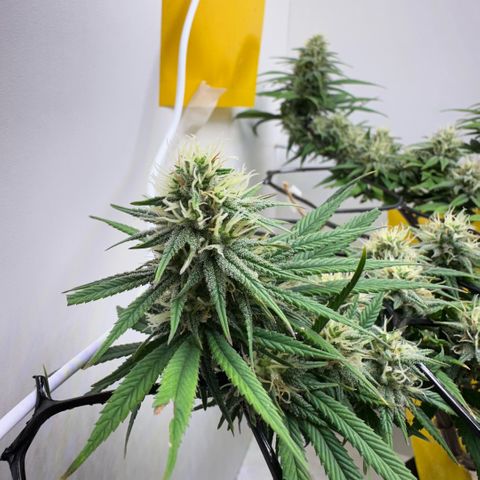 Amnesia Haze growlog timeline photo