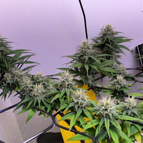 Amnesia Haze growlog timeline photo