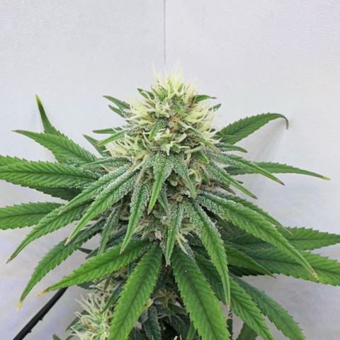 Amnesia Haze growlog timeline photo