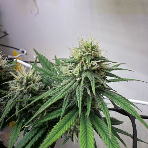 Amnesia Haze growlog timeline photo