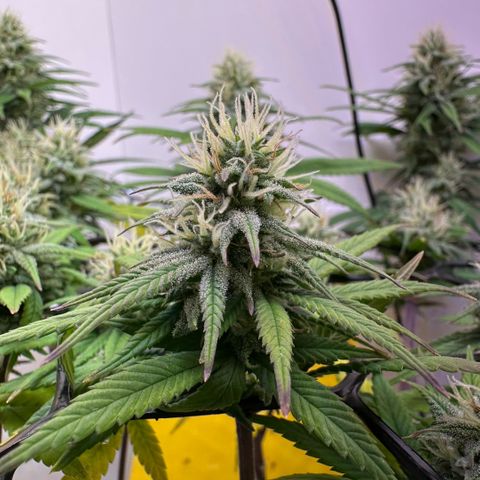 Amnesia Haze growlog timeline photo