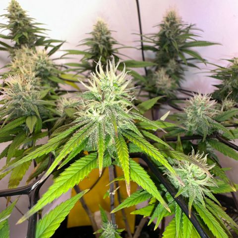 Amnesia Haze growlog timeline photo