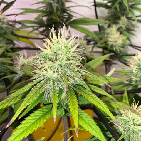 Amnesia Haze growlog timeline photo