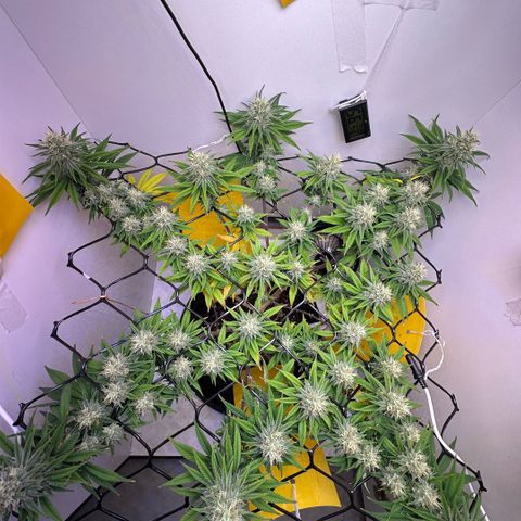 Amnesia Haze growlog timeline photo