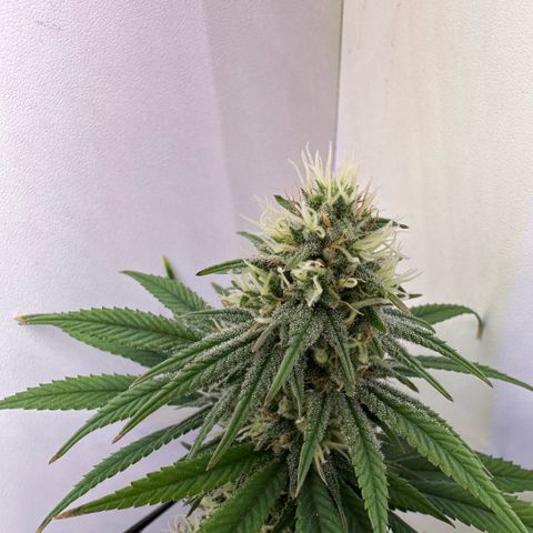 Amnesia Haze growlog timeline photo