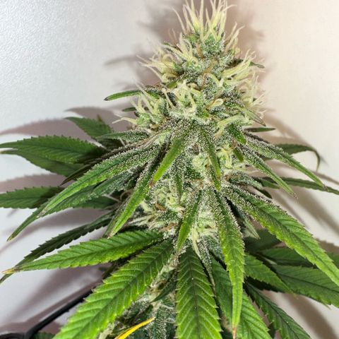 Amnesia Haze growlog timeline photo