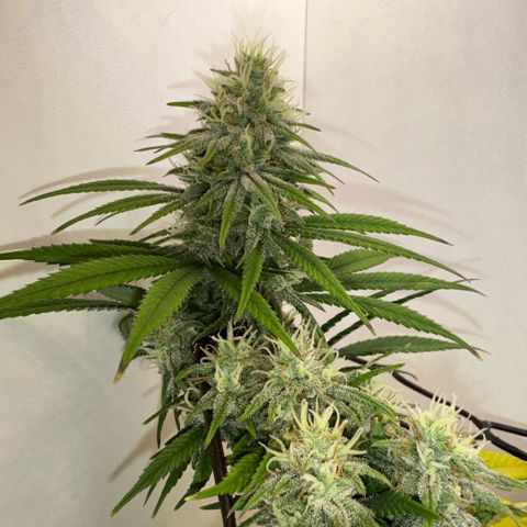 Amnesia Haze growlog timeline photo