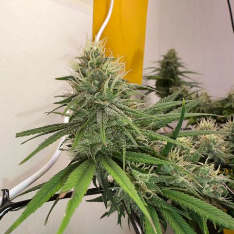Amnesia Haze growlog timeline photo