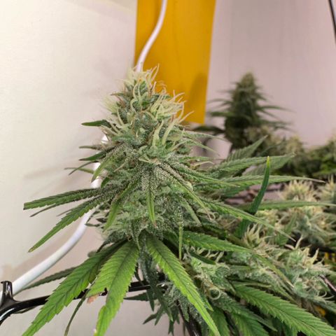 Amnesia Haze growlog timeline photo