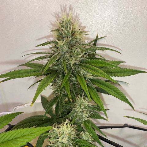 Amnesia Haze growlog timeline photo