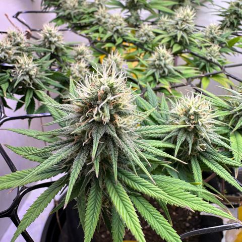 Amnesia Haze growlog timeline photo