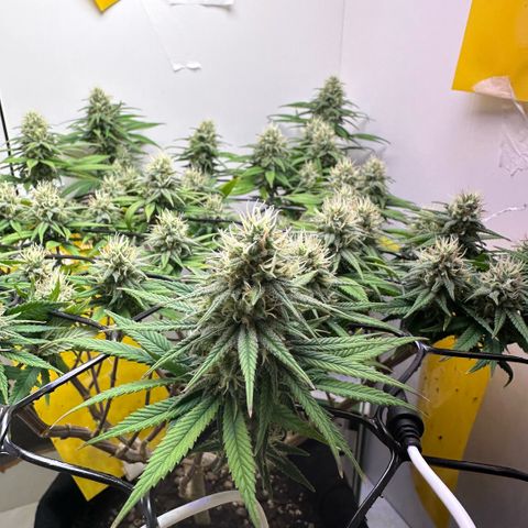 Amnesia Haze growlog timeline photo