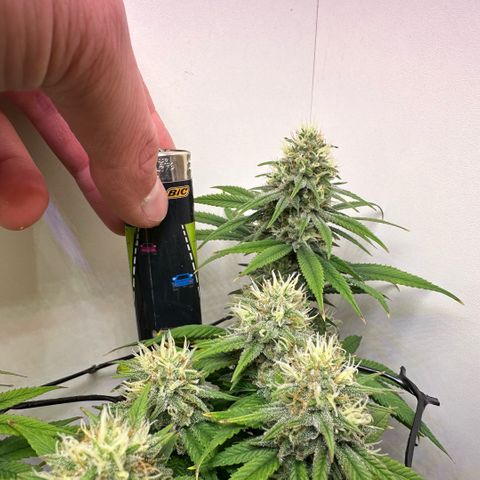 Amnesia Haze growlog timeline photo