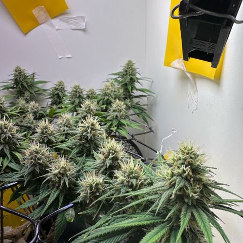 Amnesia Haze growlog timeline photo