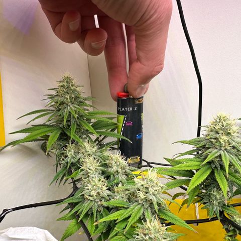 Amnesia Haze growlog timeline photo