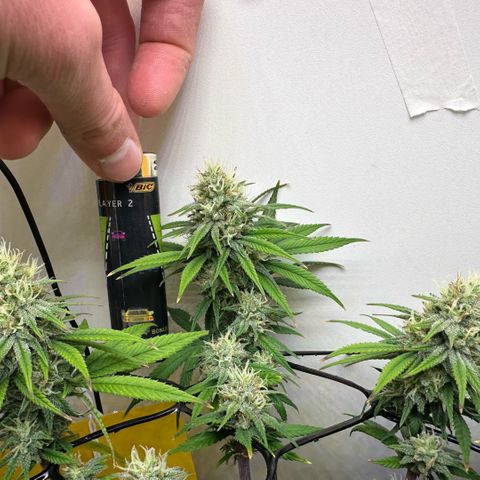 Amnesia Haze growlog timeline photo
