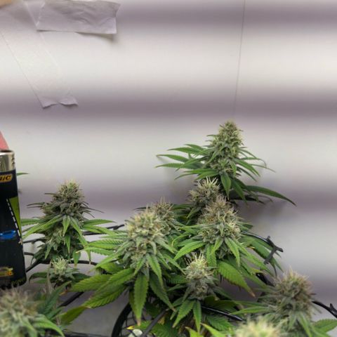 Amnesia Haze growlog timeline photo