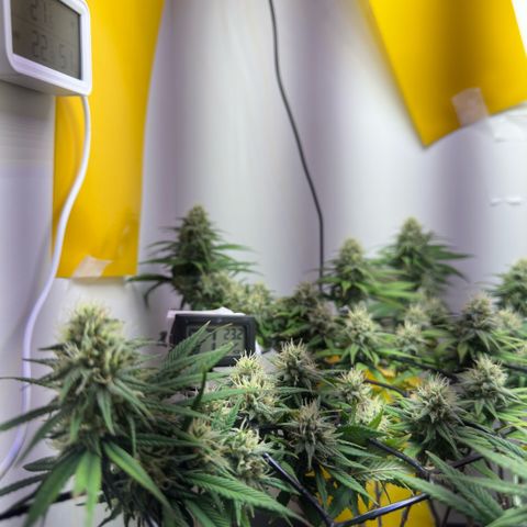 Amnesia Haze growlog timeline photo