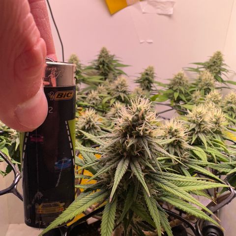 Amnesia Haze growlog timeline photo