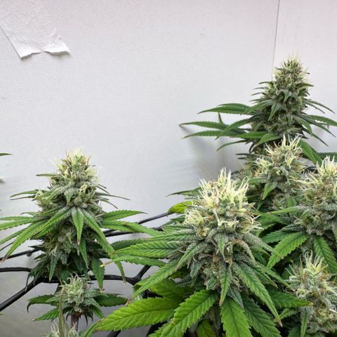 Amnesia Haze growlog timeline photo