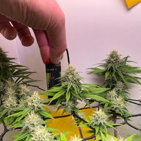 Amnesia Haze growlog timeline photo