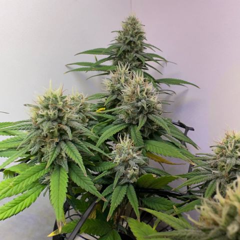 Amnesia Haze growlog timeline photo