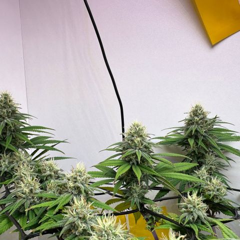 Amnesia Haze growlog timeline photo