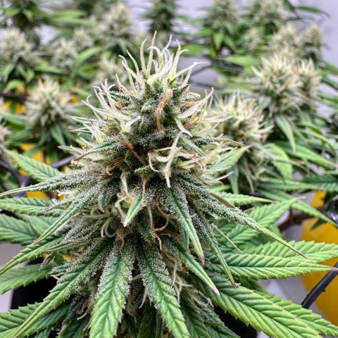 Amnesia Haze growlog timeline photo