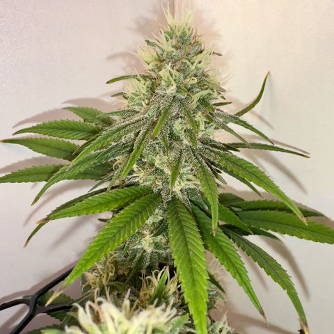 Amnesia Haze growlog timeline photo