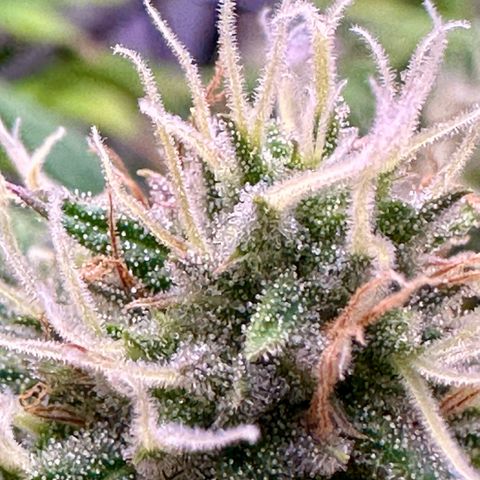 Amnesia Haze growlog timeline photo