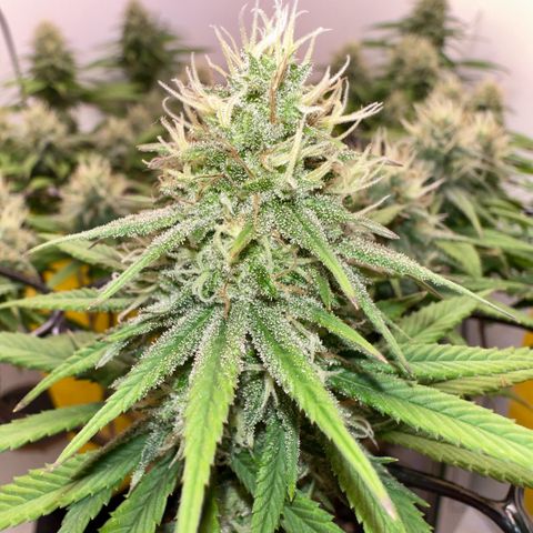 Amnesia Haze growlog timeline photo