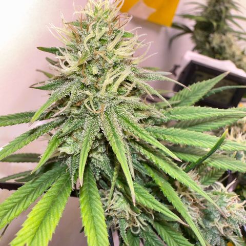 Amnesia Haze growlog timeline photo