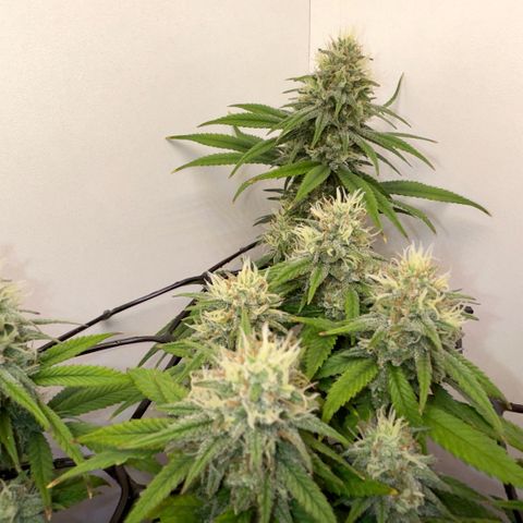 Amnesia Haze growlog timeline photo