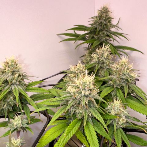 Amnesia Haze growlog timeline photo