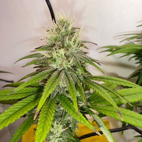 Amnesia Haze growlog timeline photo